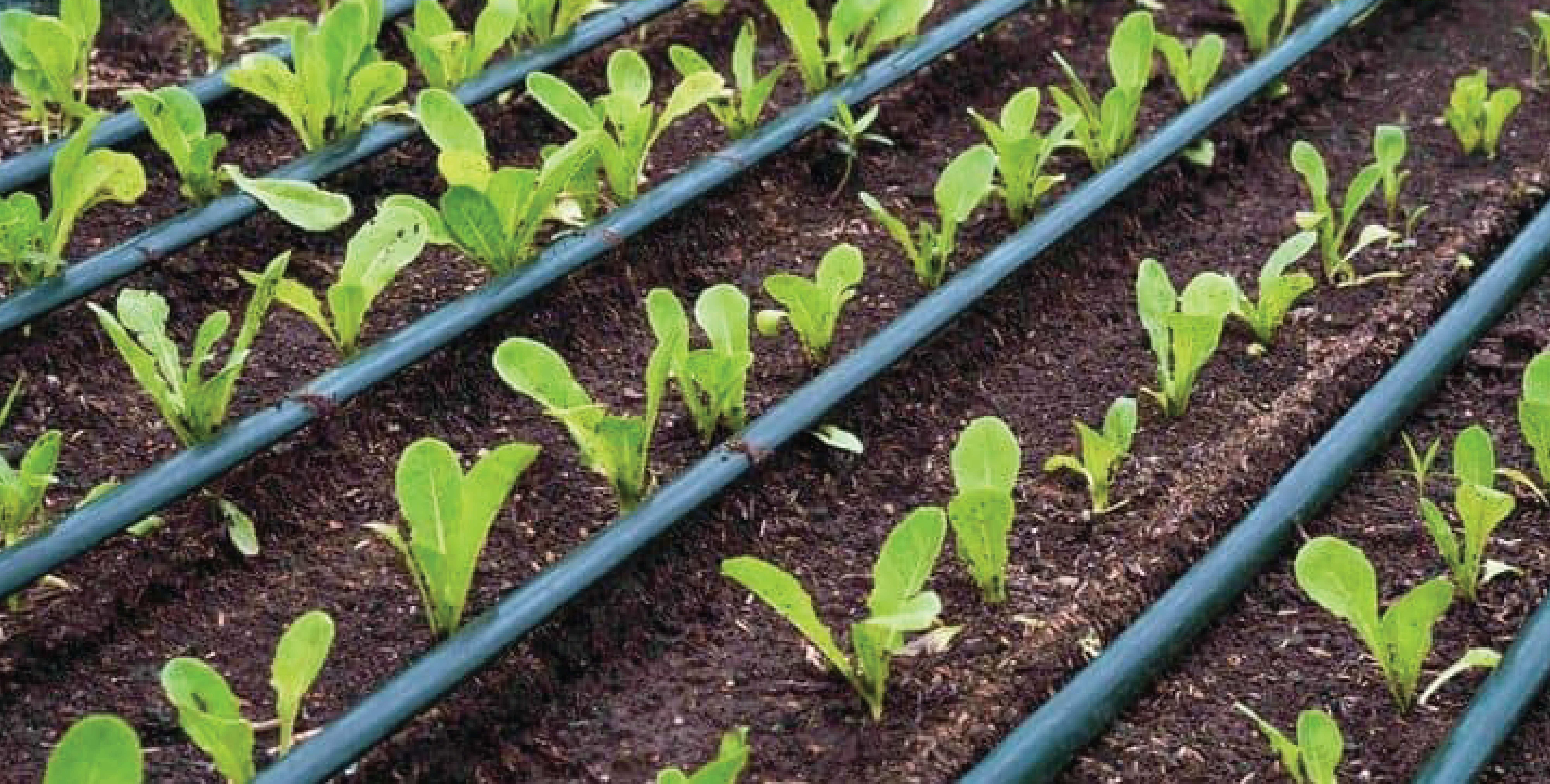 Revolutionizing Agriculture with Efficient Irrigation Solutions